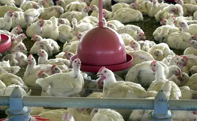 brasilgranjaavicolagripeaviar