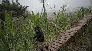 peruselvaocultaenlima1