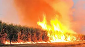 cañaveralincendiado
