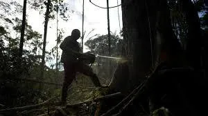 Cortan-árboles-en-la-Amazonía-de-Colombia-para-sembrar-hoja-de-coca-©-Raul-ARBOLEDA-/-AFP-