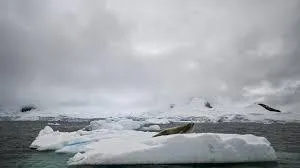 Vista-de-una-foca-descansando-en-el-estrecho-de-Gerlache,-ubicado-entre-el-archipiélago-Palmer-y-la-península-Antártica---AFP