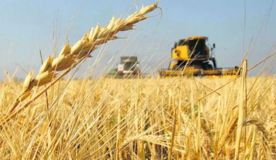 Cosecha-de-trigo