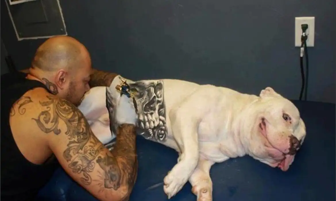 brasilperrotatuado