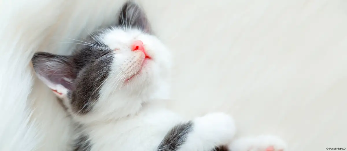 gatodomestico