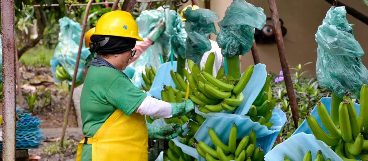 ecuadorbananasmujer