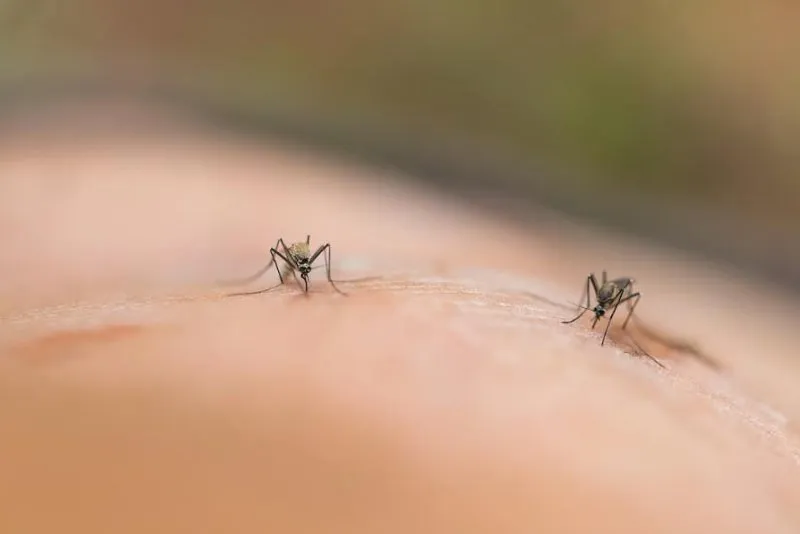 mosquitossobrepiel