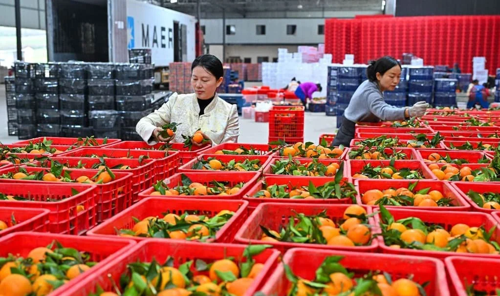 FOTO-PRINCIPAL-CHINA-MANDARINAS21-1