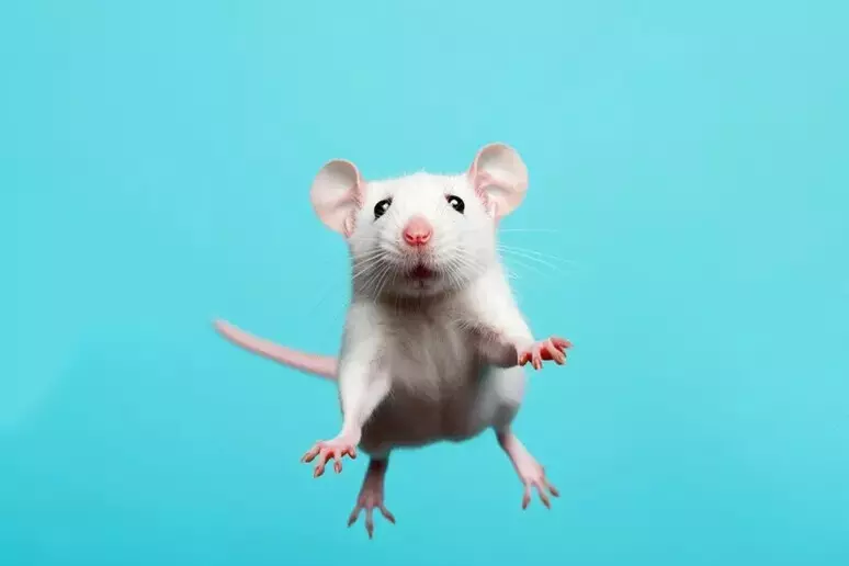 ratonenescape