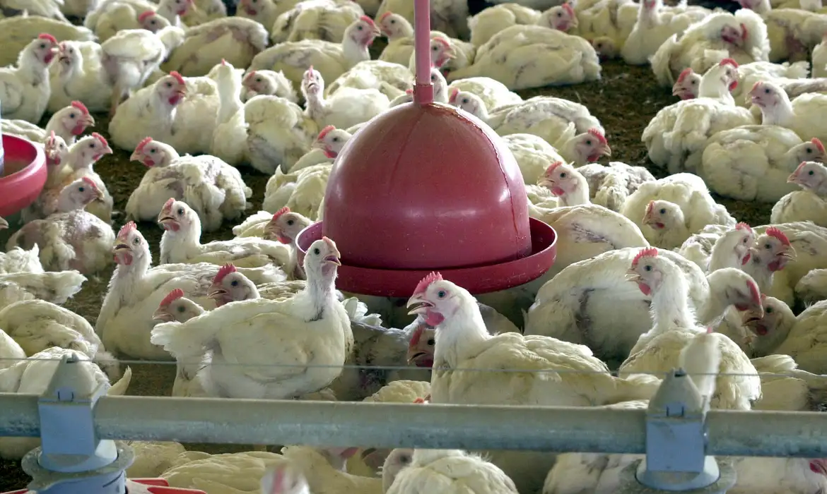 brasilcriaderodepollos