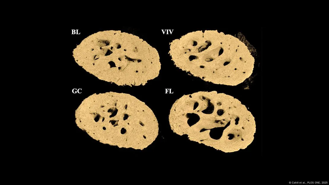 nasafemurratonesespaciales