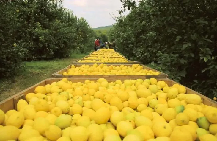 730x473_250403095855_54912