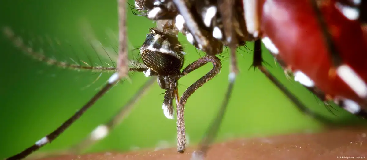 denguemosquitotigre