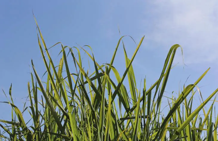 730x473_251114122513_52014