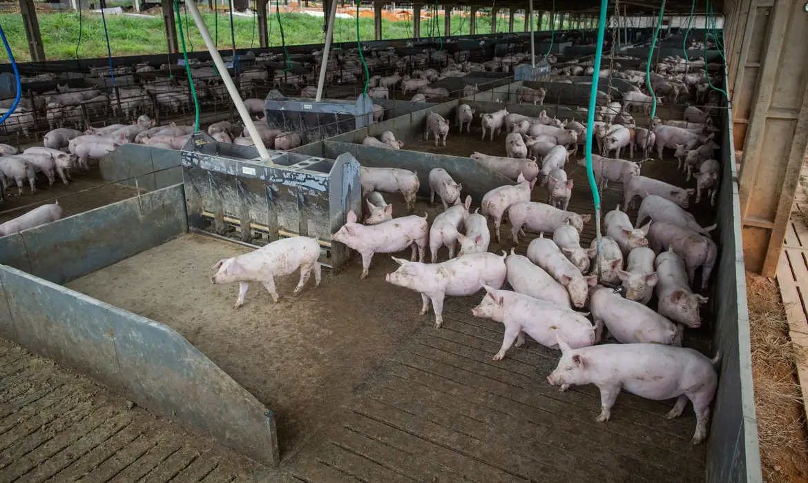 brasilproduccióndecerdos