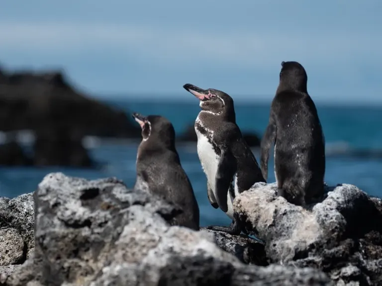 pinguino-de-Galapagos (1)