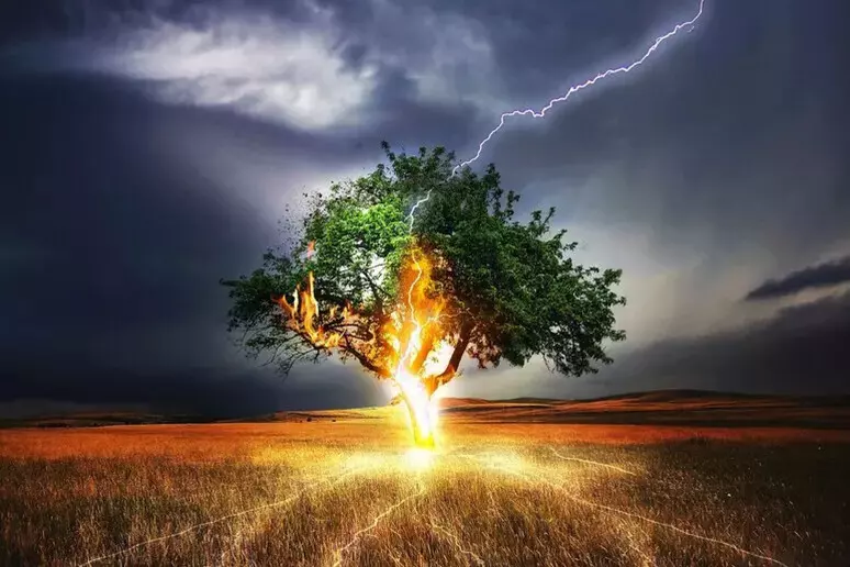 rayoenarbol