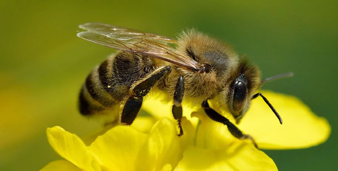 Abejas-Portada